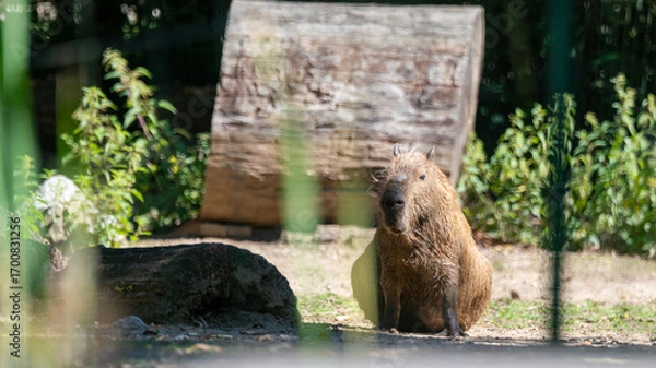 Fototapeta bear in the forest