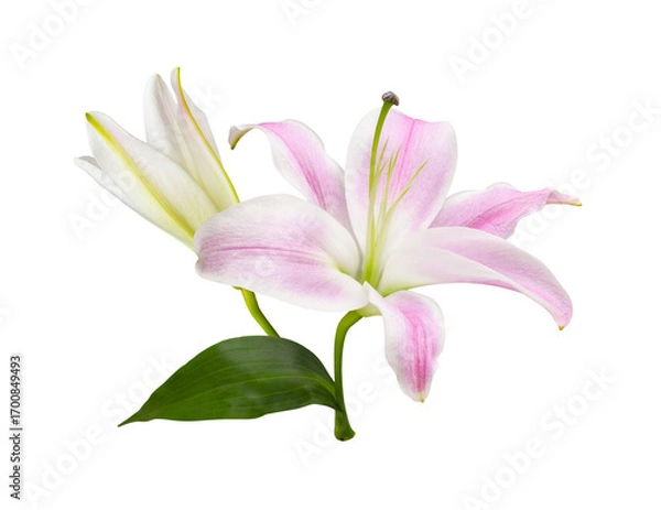 Fototapeta Pink lily flower, bud and green leaf isolated on white or transparent background