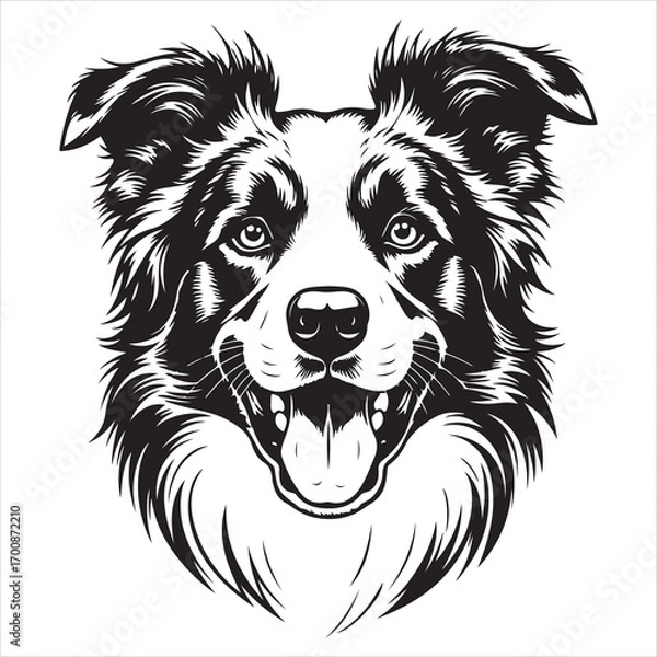 Fototapeta Majestic Border Collie Portrait Striking Black and White Illustration of a Loyal Canine Companion with Expressive Features