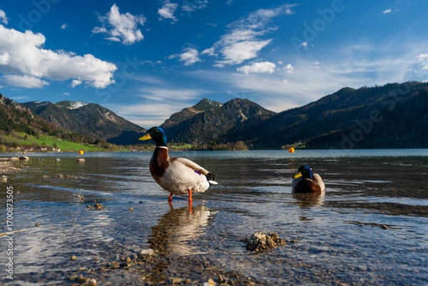 Fototapeta Stockenten am Ufer des Schliersees mit Bergpanorama – Frühlingsstimmung in Oberbayern