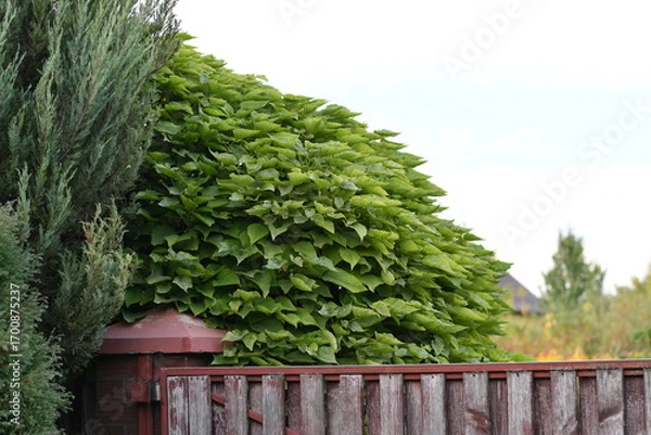 Fototapeta Fresh green leaves over rustic wooden fence with clear sky background, selective focus.