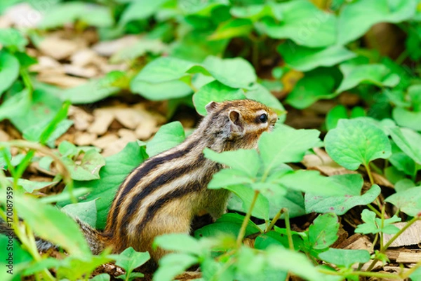 Fototapeta りす物語