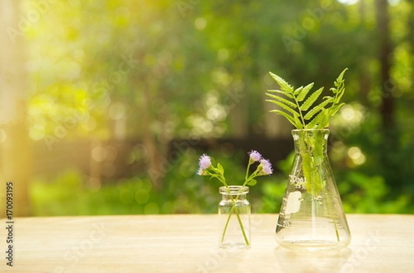 Fototapeta science flask with flower and green fern on wood in blur tree garden background