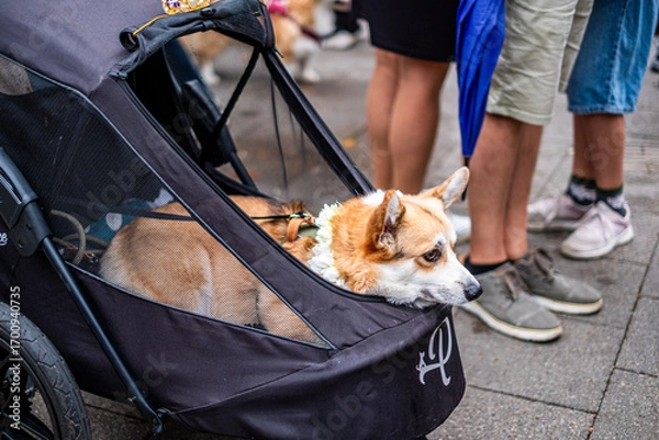 Fototapeta Corgi comfortably resting in a stylish stroller, surrounded by people, showcasing the bond between pets and their owners in a lively outdoor setting