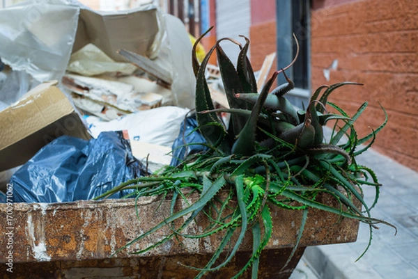 Obraz Garbage in the city. Aloe vera. Ecology in the city. Human attitude to nature