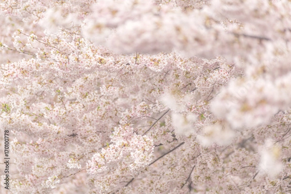 Fototapeta Cherry Blossoms