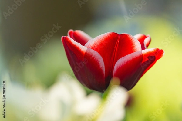 Fototapeta Tulip
