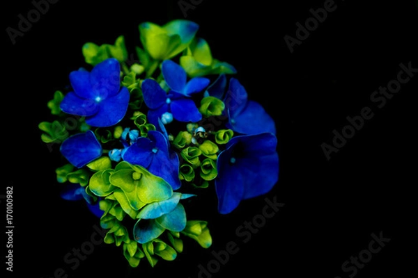 Fototapeta Hydrangea