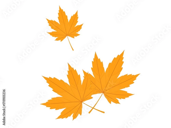 Obraz Two Orange Maple Leaves and a Smaller One