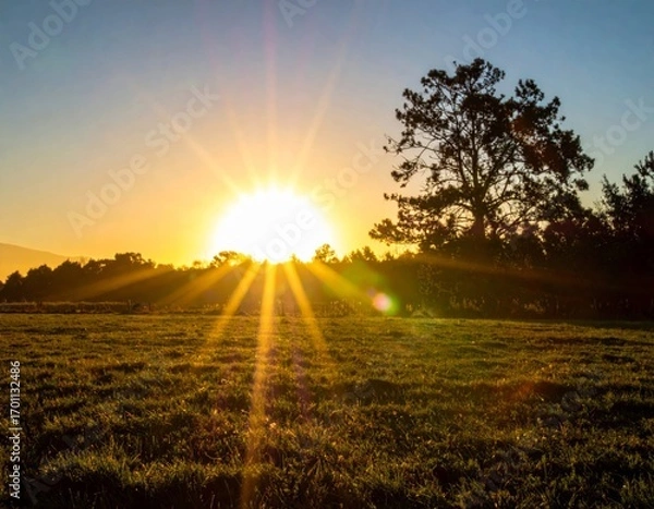 Fototapeta Sunburst Over Green Meadow with Silhouette of Tree at Dusk in Golden Hour Landscape