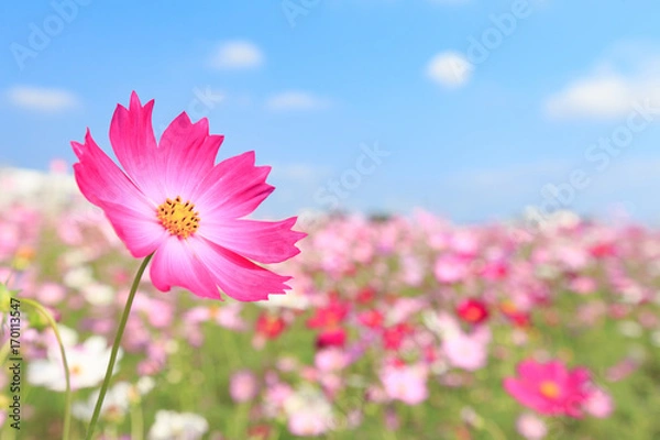 Obraz コスモス畑と青空