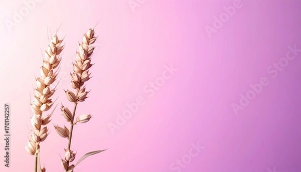 Obraz Dried Flower Stems on Pink Background