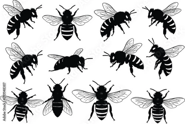 Fototapeta Set of detailed bee vector illustrations in various poses, perfect for nature, insects, pollination, environment, and biodiversity design themes.