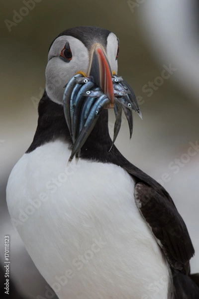 Obraz Puffin with sandeels