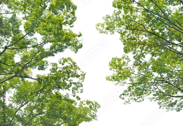 Fototapeta 樹木のキリ抜き