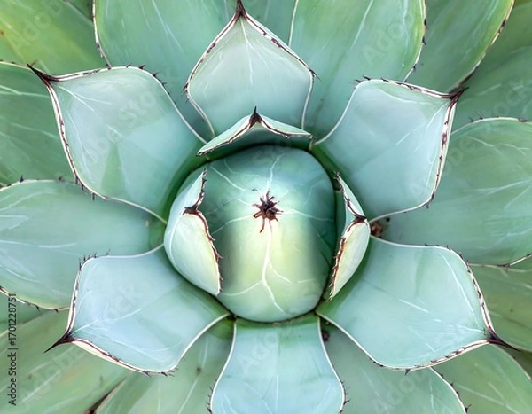 Fototapeta Close-up view of a vibrant agave plant, showcasing its intricate patterns and delicate, light teal-green leaves.