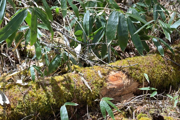 Obraz 日の当たる苔むした樹木