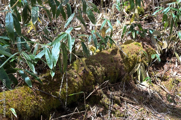 Obraz 日の当たる苔むした樹木