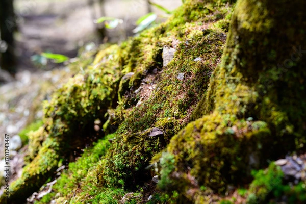 Obraz 山道にある苔の生えた樹木