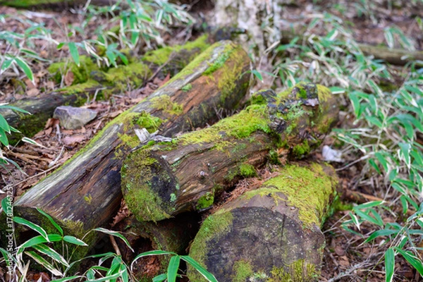Obraz 山道にある苔の生えた樹木