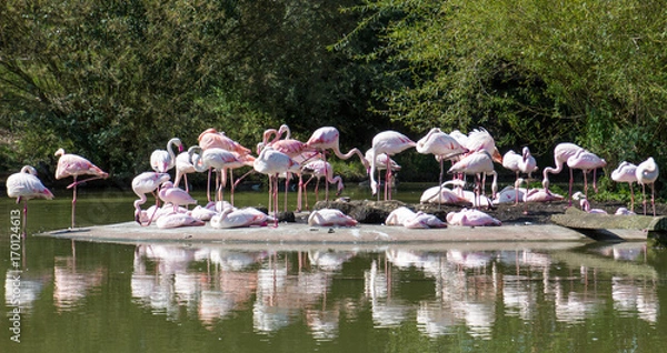 Obraz Flamingos
