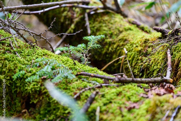 Obraz 山道にある苔の生えた樹木