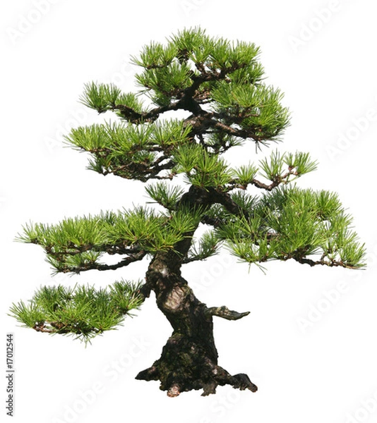 Fototapeta Drzewo bonsai