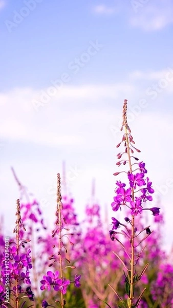Fototapeta A vibrant field filled with delicate purple flowers swaying gently in the breeze, surrounded by lush green grass under a clear blue sky.
