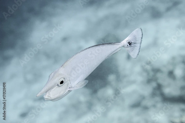 Obraz unicorn fish