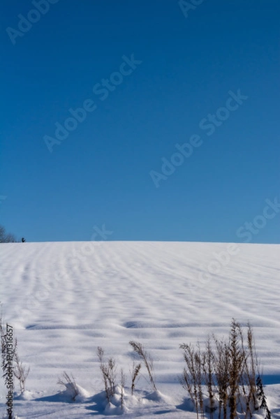 Obraz 青空と雪が積もった冬の畑
