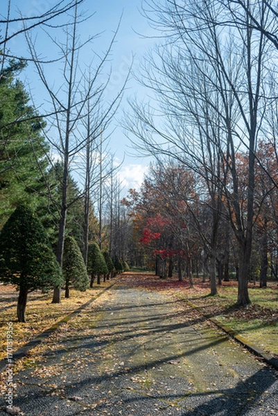 Fototapeta 晩秋の公園
