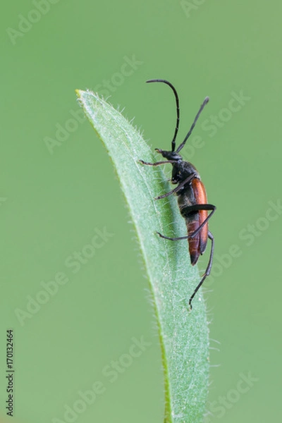 Fototapeta Stenurella bifasciata - longhorn beetle