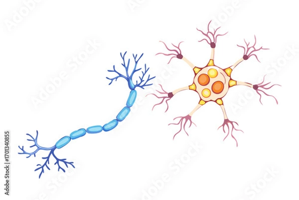 Obraz Illustration of two different types of neurons