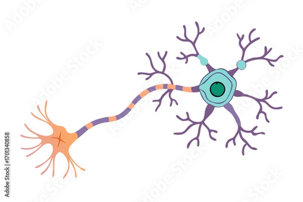 Obraz Illustration of a neuron cell with dendrites and axon