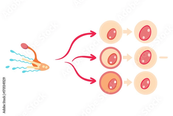 Obraz Illustration of sperm fertilizing an egg and early cell division