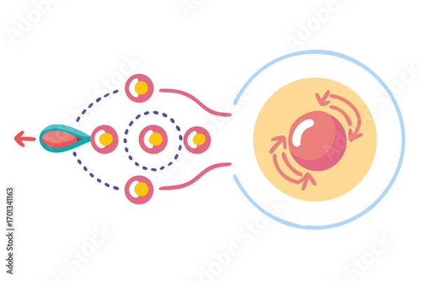 Obraz Fertilization process illustration showing sperm approaching egg cell