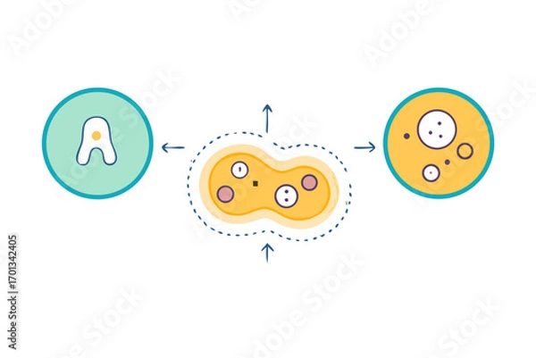 Obraz Abstract representation of cell division and reproduction with amoebalike organism