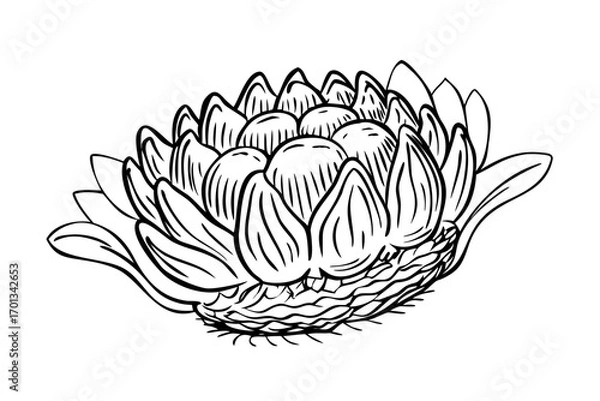 Obraz Detailed line drawing of a lotus flower