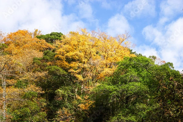 Obraz 梅ヶ瀬渓谷