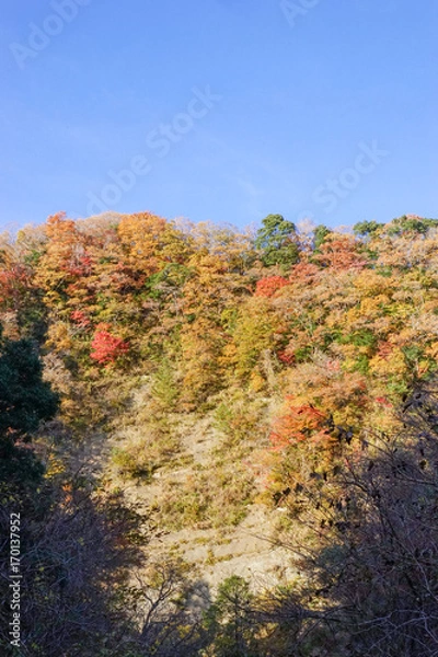 Fototapeta 梅ヶ瀬渓谷