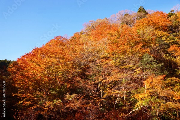 Fototapeta 梅ヶ瀬渓谷