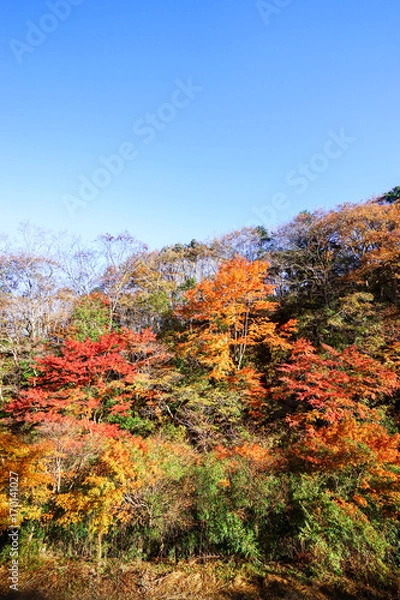 Fototapeta 梅ヶ瀬渓谷