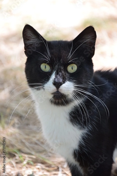 Obraz Домашние животные (Кошки)