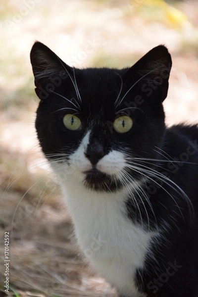 Obraz Домашние животные (Кошки)