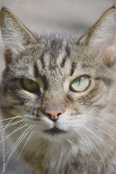 Obraz Домашние животные (Кошки)