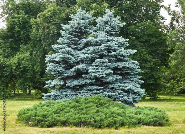 Fototapeta Two trees of blue spruce in the Botanical garden