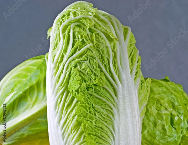Obraz Chinease cabbage studio shot