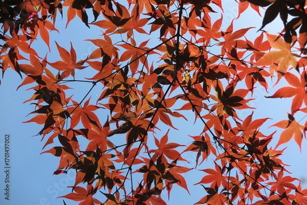 Fototapeta 青空に透けるもみじの光景4