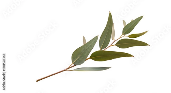 Fototapeta Eucalyptus branch dark background simple botanical