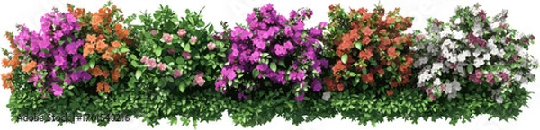 Fototapeta Green foliage bushes and flowers in various colors isolated on white background